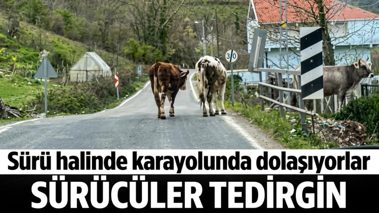 Sinop'ta trafikte başıboş hayvan tehlikesi