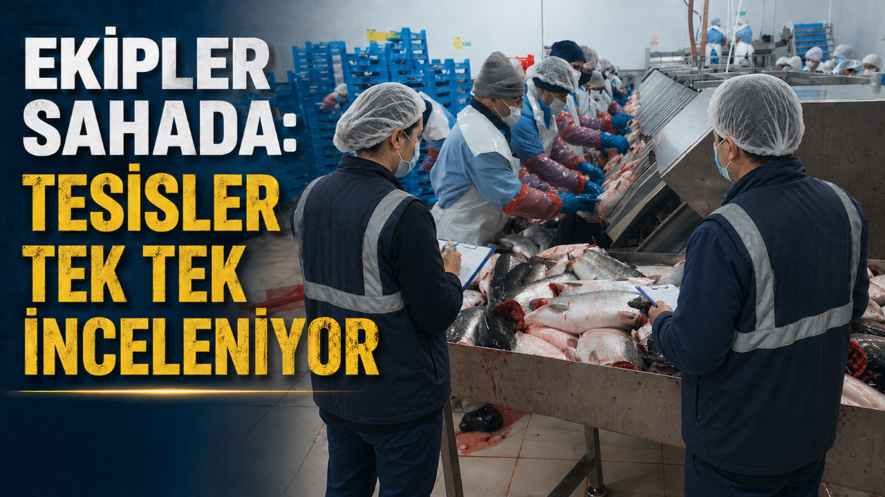 Sinop’ta Türk somonu tesislerine sıkı denetim