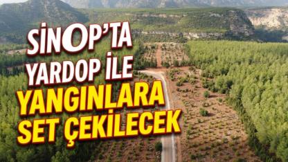 Sinop'ta yanan ormanlar yeniden hayat buluyor