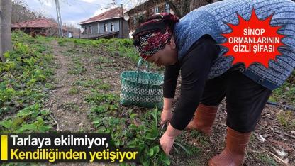 Sinop'ta doğadan toplayıp pazarda satıyorlar