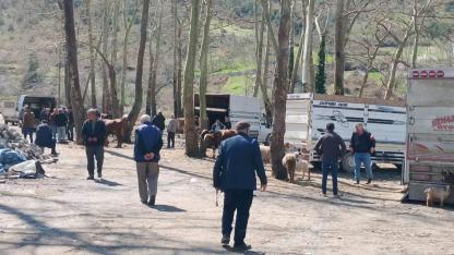 Türkeli’de kurban mesaisi erken başladı