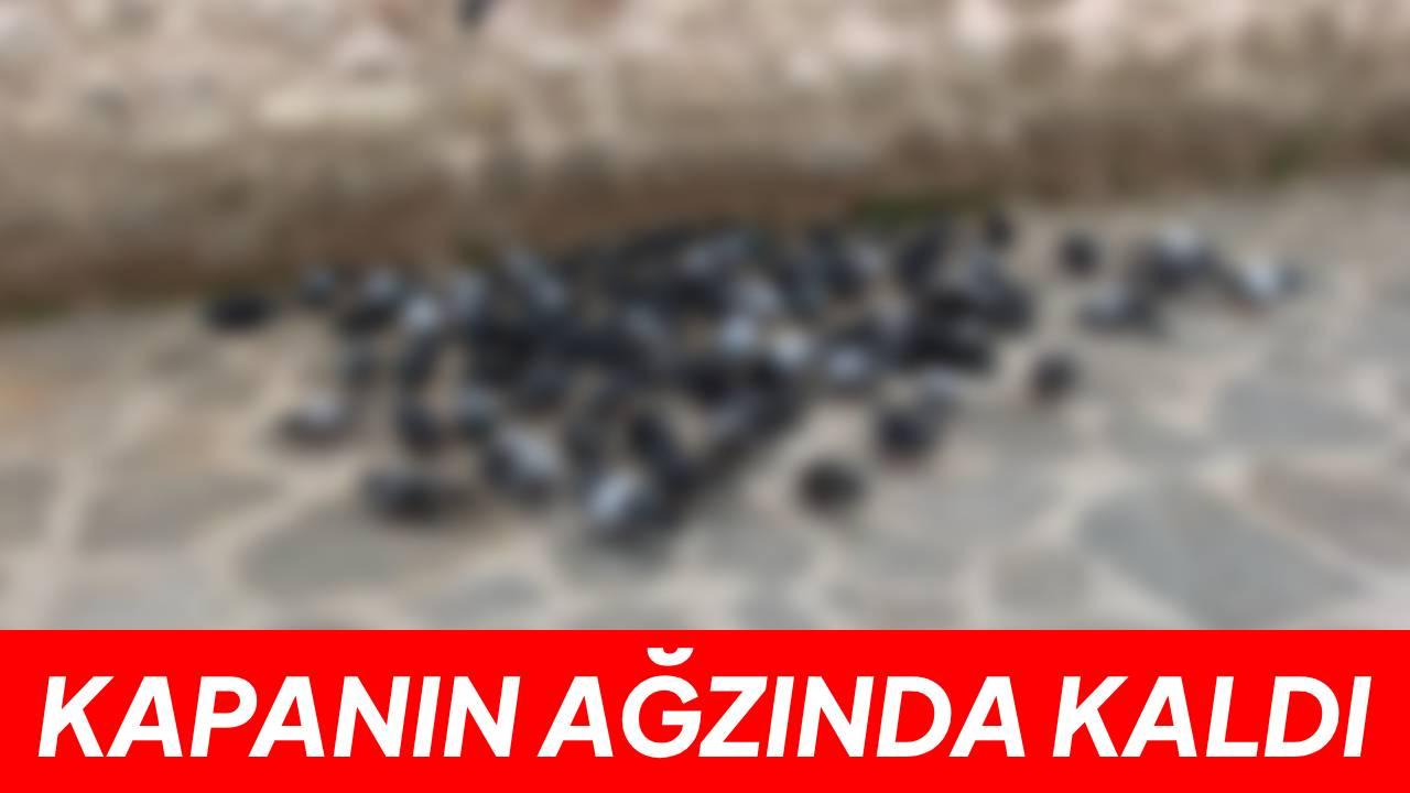 Alaaddin Camii önünde kuşlara yem ziyafeti