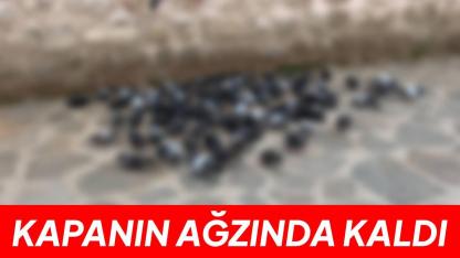Alaaddin Camii önünde kuşlara yem ziyafeti