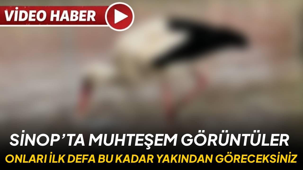 Baharın müjdecileri Sinop’ta: Gökyüzünün zarif misafirleri görsel şölen sunuyor