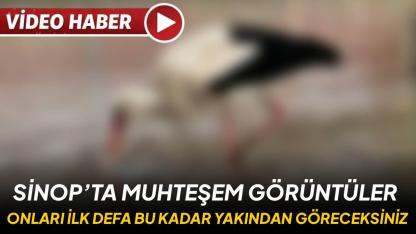 Baharın müjdecileri Sinop’ta: Gökyüzünün zarif misafirleri görsel şölen sunuyor