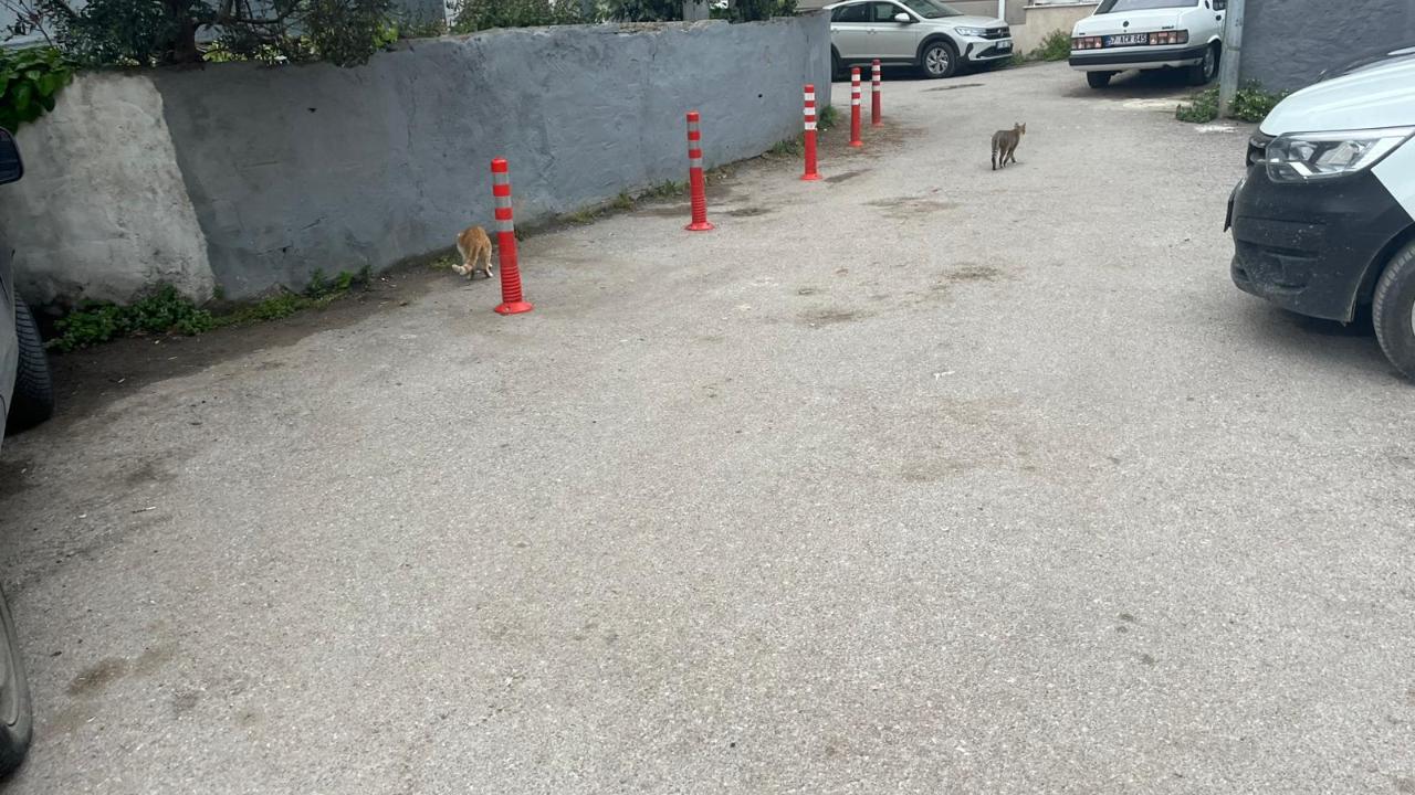 Haberimiz ses getirdi:O sokak temizlendi
