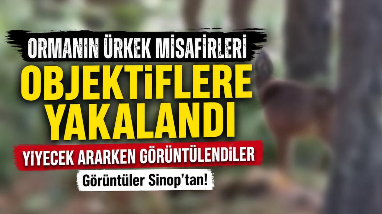 Sinop'ta yaban hayatı kameraya yansıdı
