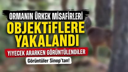 Sinop'ta yaban hayatı kameraya yansıdı