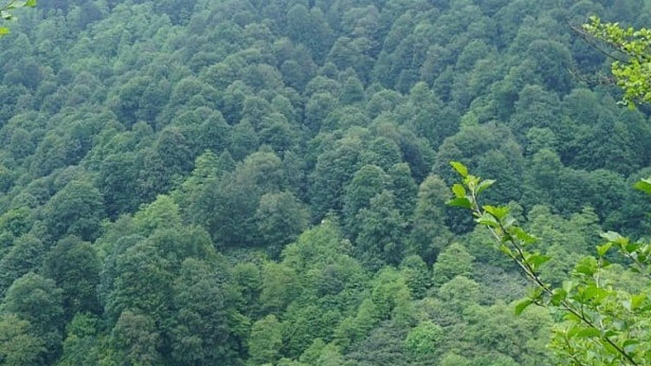 Türkeli’de kestane ormanları için "kurtarma" çağrısı