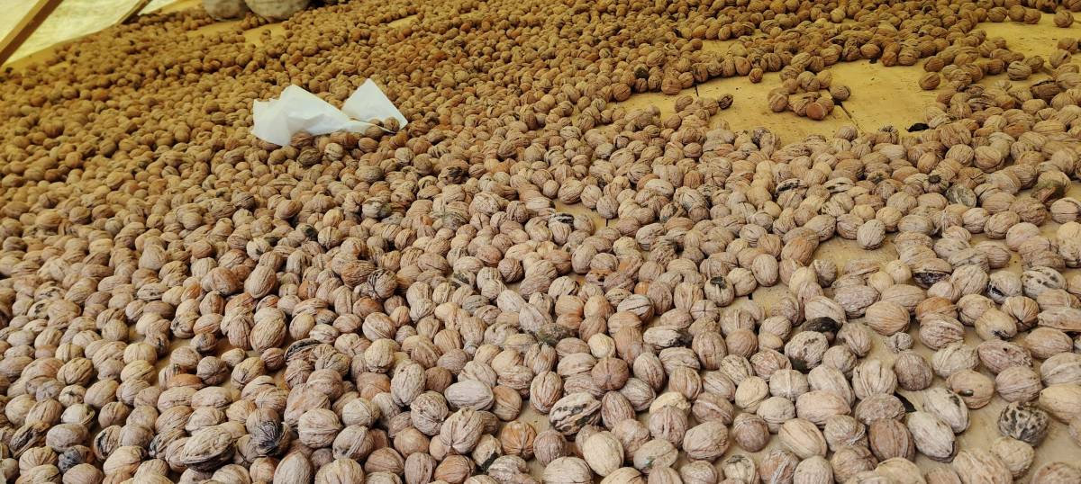 Kaymakam Doğancı'dan ceviz üreticisine ziyaret
