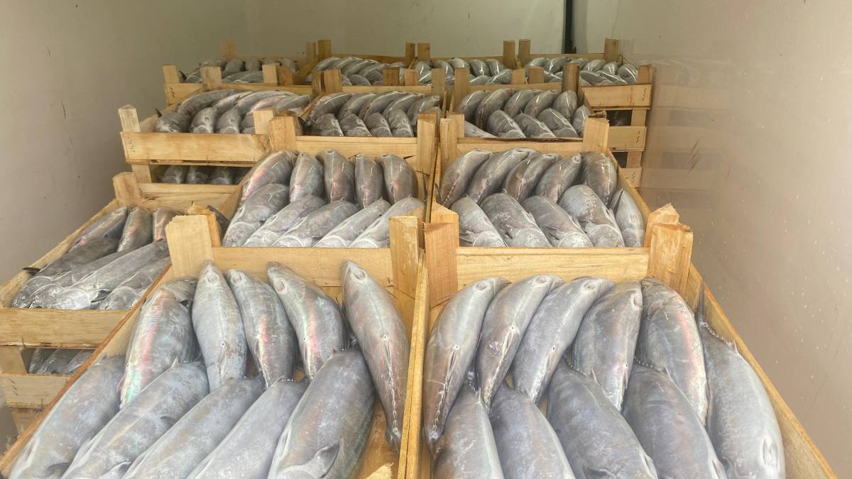 Denizde sürpriz av! Sıkışan palamutlar ağlardan kurtulamadı