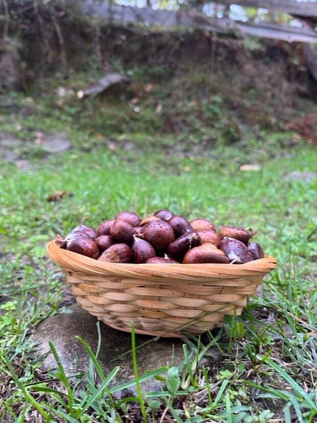 Sinop'ta kestane sezonu başladı! Vatandaşlar ormanların yolunu tuttu