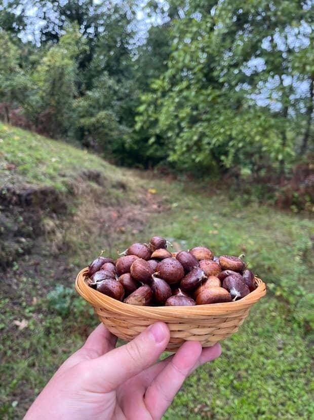 Sinop'ta kestane sezonu başladı! Vatandaşlar ormanların yolunu tuttu
