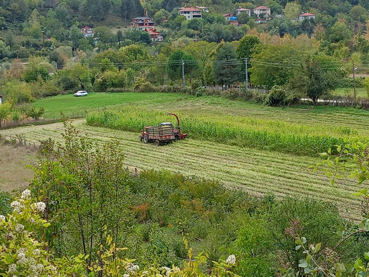 Sinop’ta üreticilerden mısır silajı mesaisi