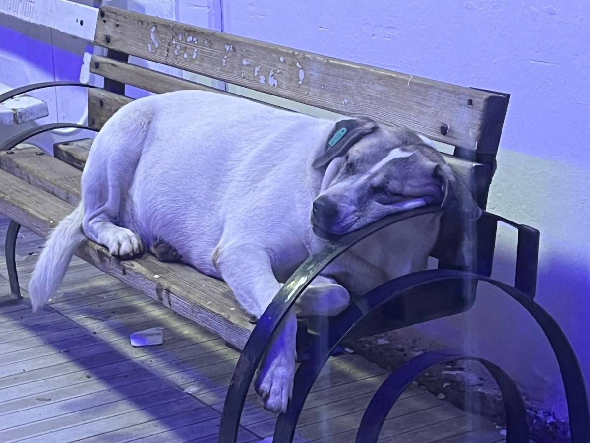 Gündüz insan, gece onlar