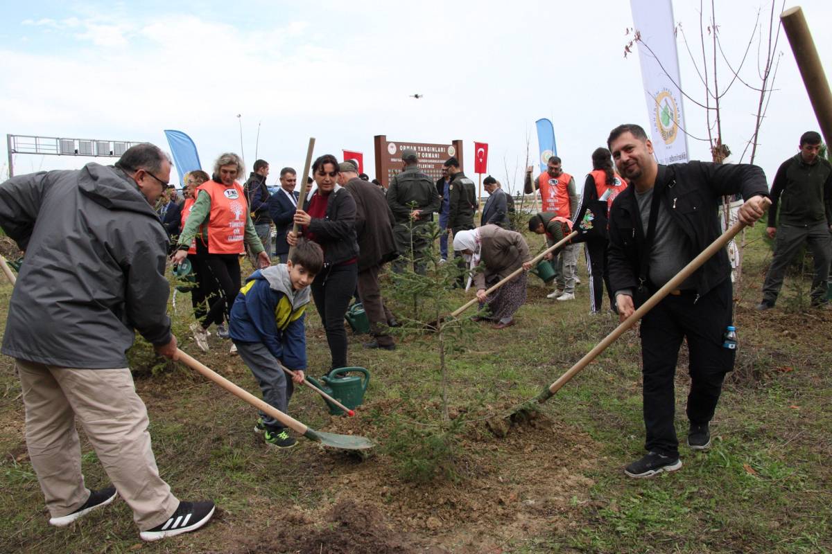 Gerze’de şehit orman görevlileri anısına fidan dikildi