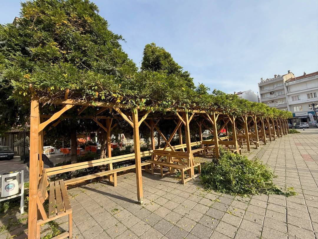 Ağaçlar sağlıklı gelecek için budanıyor