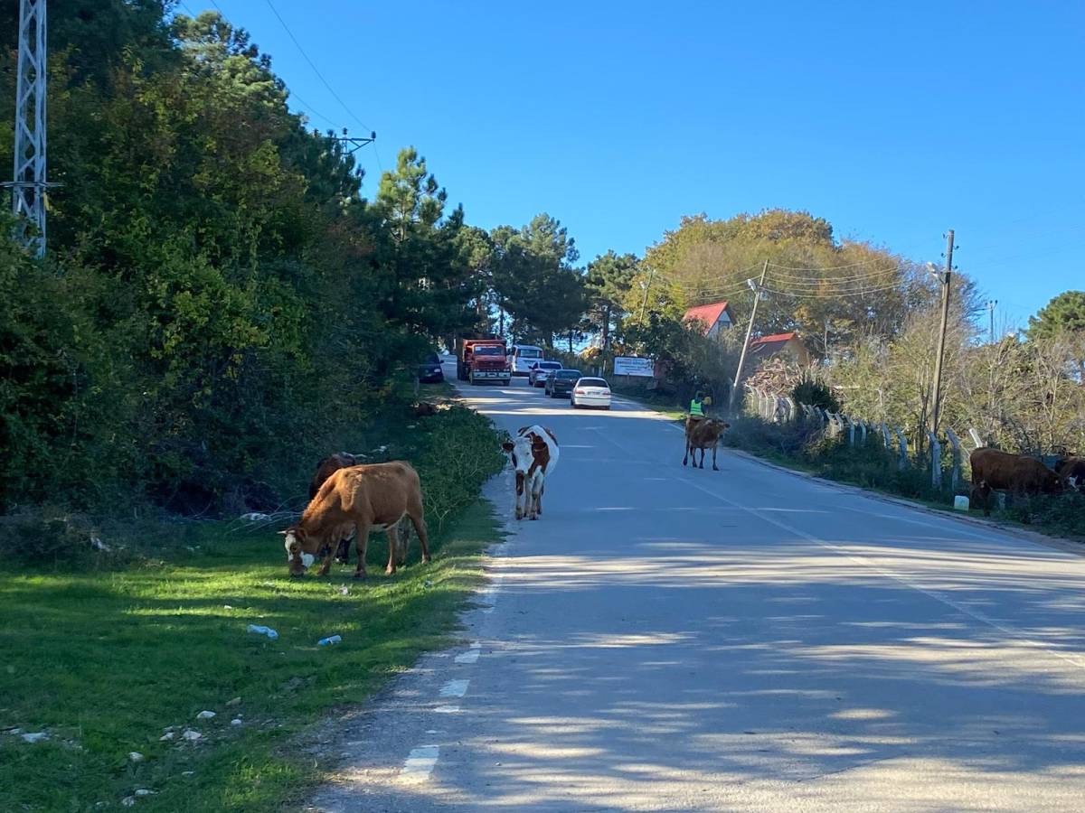Karayolunu onlar bastı trafik karıştı