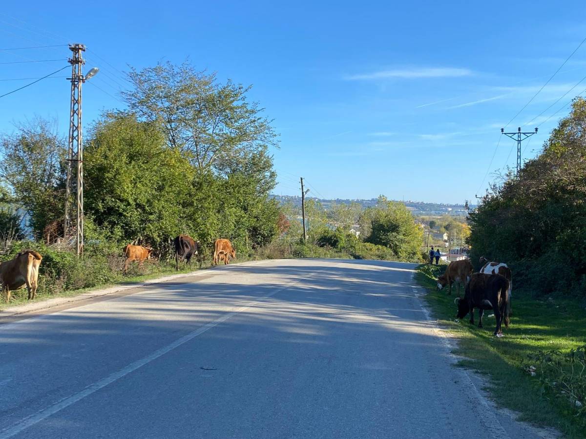 Karayolunu onlar bastı trafik karıştı