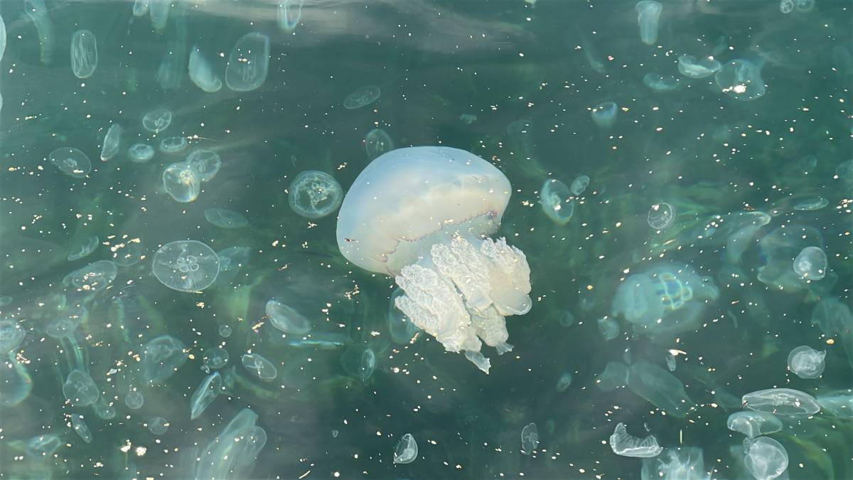 Hayrete düşüren görüntü: Binlercesi kıyıya vurdu