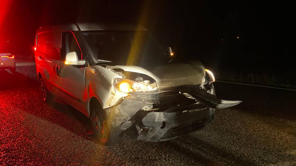 Sinop'ta hafif ticari araç domuz sürüsüne çarptı: 1 yaralı