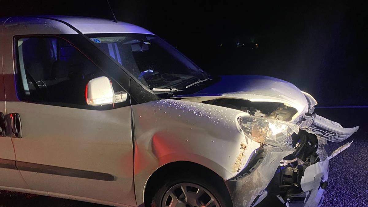 Sinop'ta hafif ticari araç domuz sürüsüne çarptı: 1 yaralı