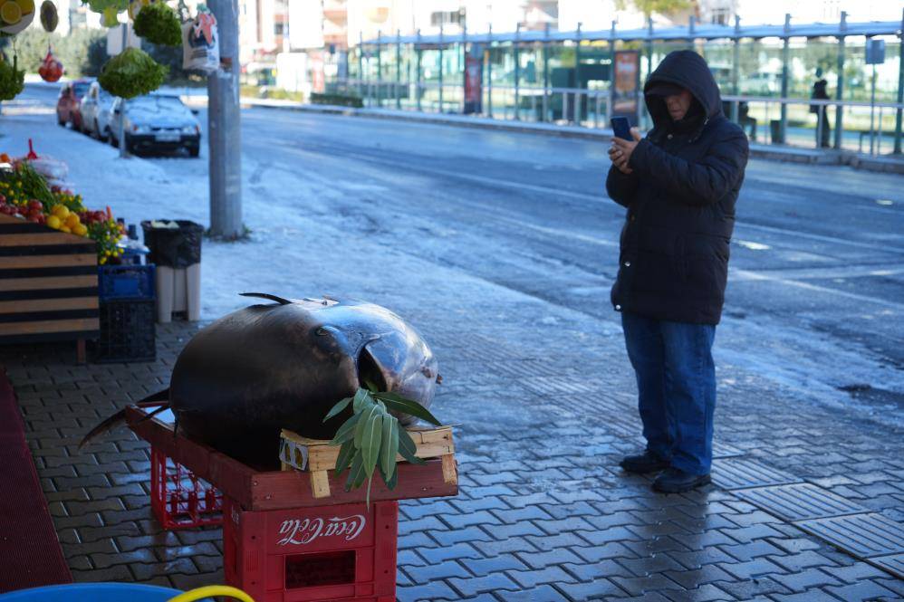 353 kiloluk dev orkinos ilgi odağı oldu