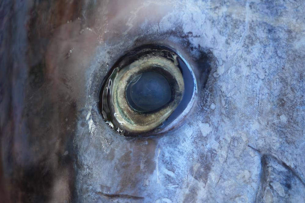 353 kiloluk dev orkinos ilgi odağı oldu