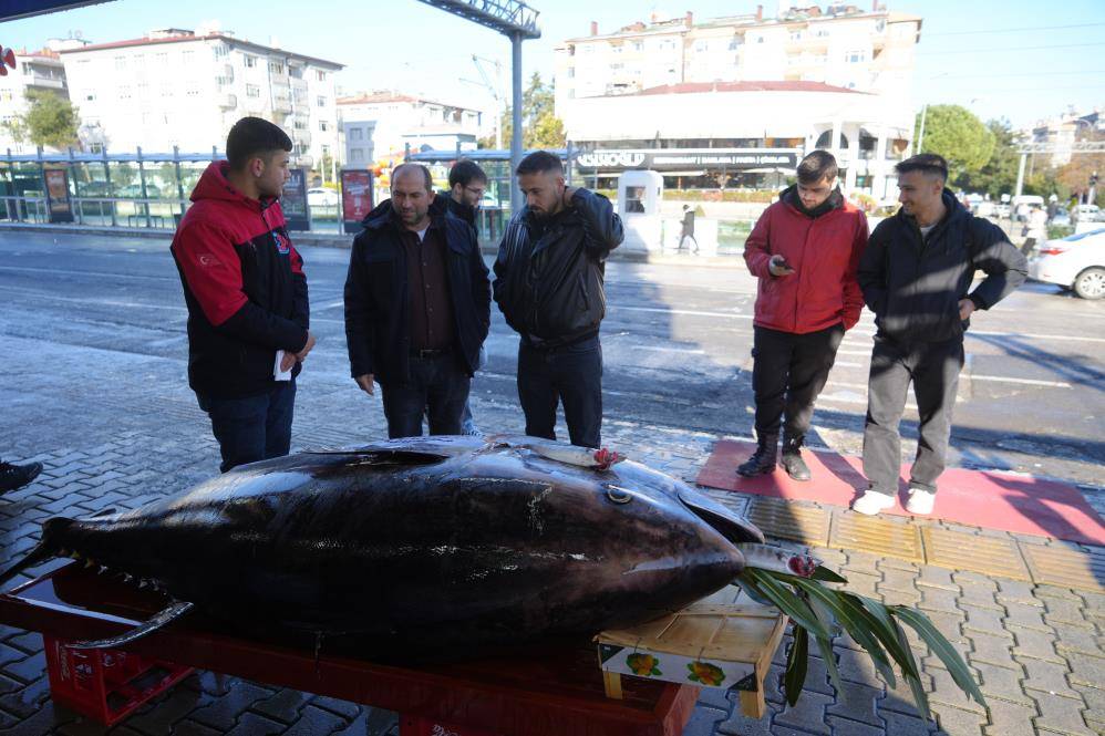 353 kiloluk dev orkinos ilgi odağı oldu