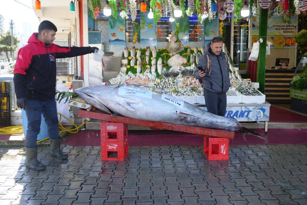 353 kiloluk dev orkinos ilgi odağı oldu
