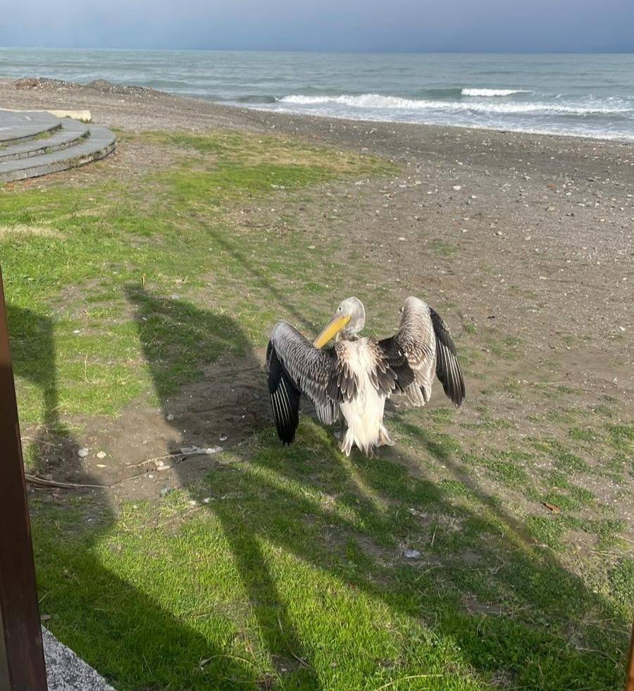 Atakum sahilinde pelikan görüldü