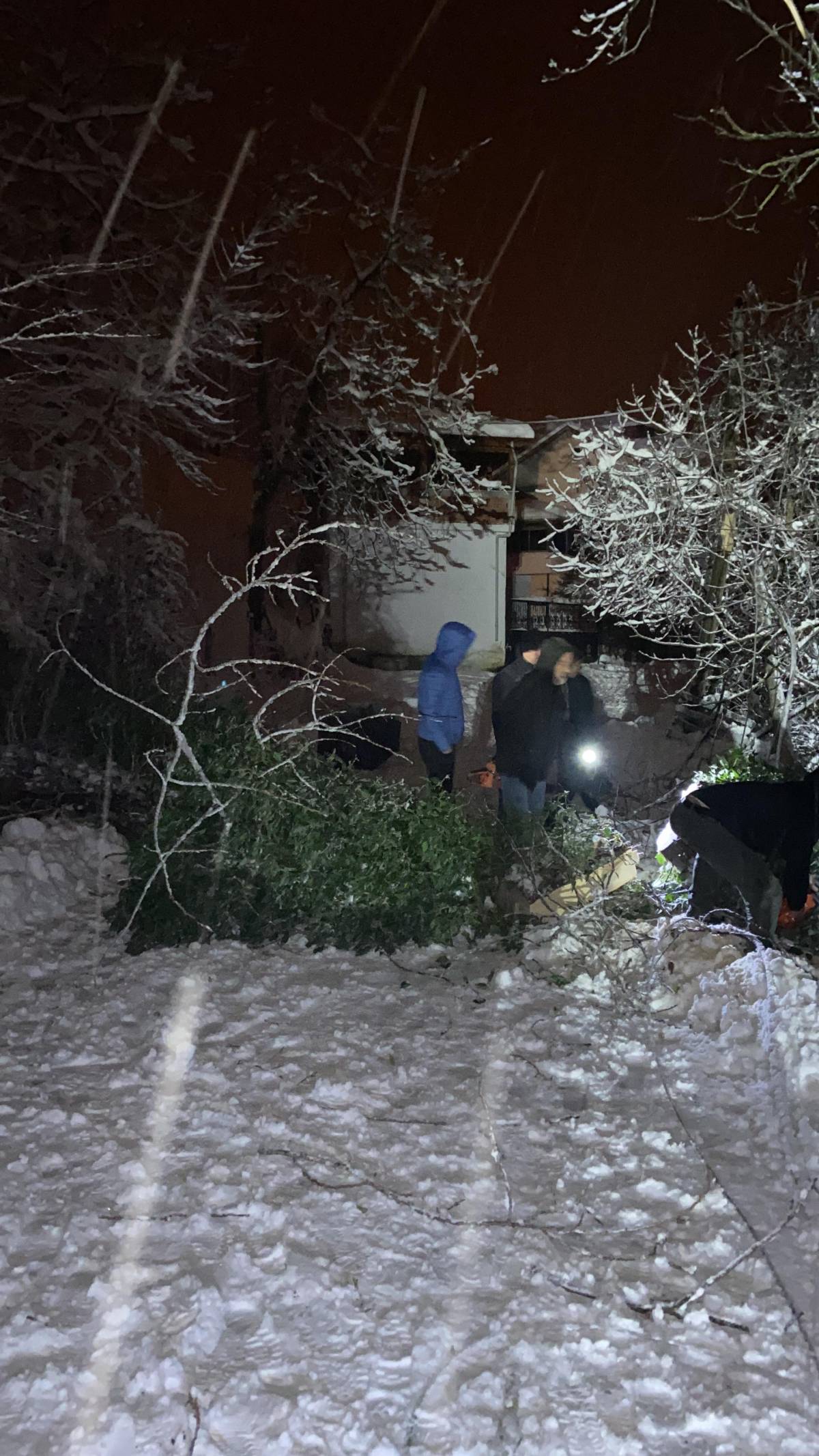 Sinop'ta ağaç devrildi