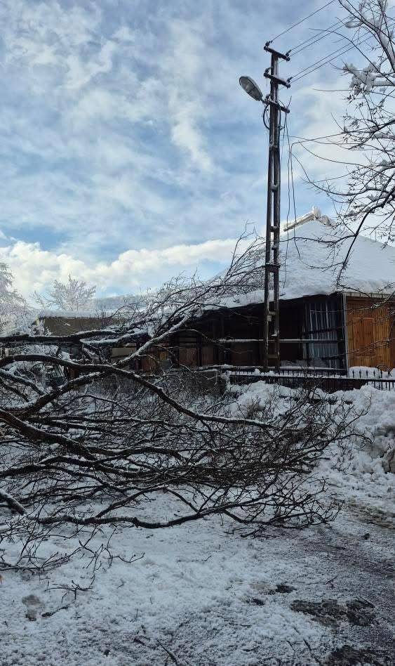 Sinop'ta panik anları: Devrilen ağaçtan son anda kurtuldular