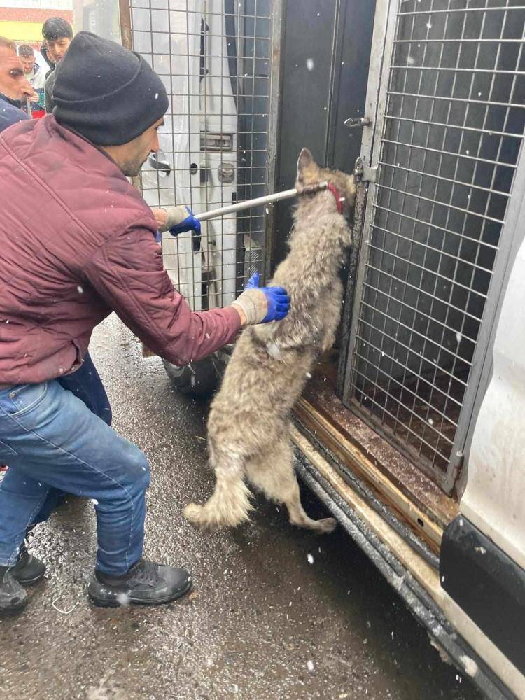 Üşüyen kurt lastikçiye daldı, sanayi bir anda karıştı