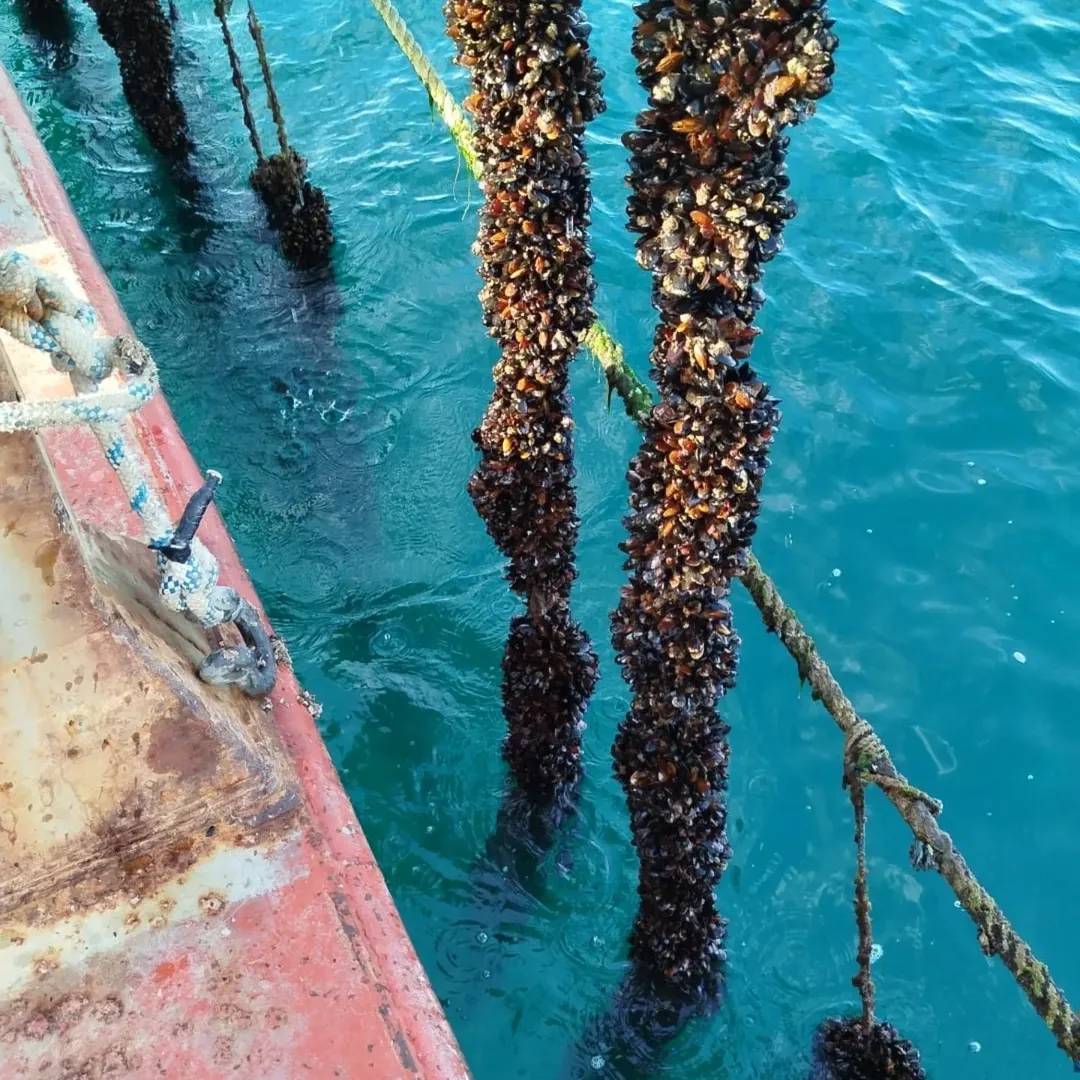 Türk somonunun merkezi Sinop