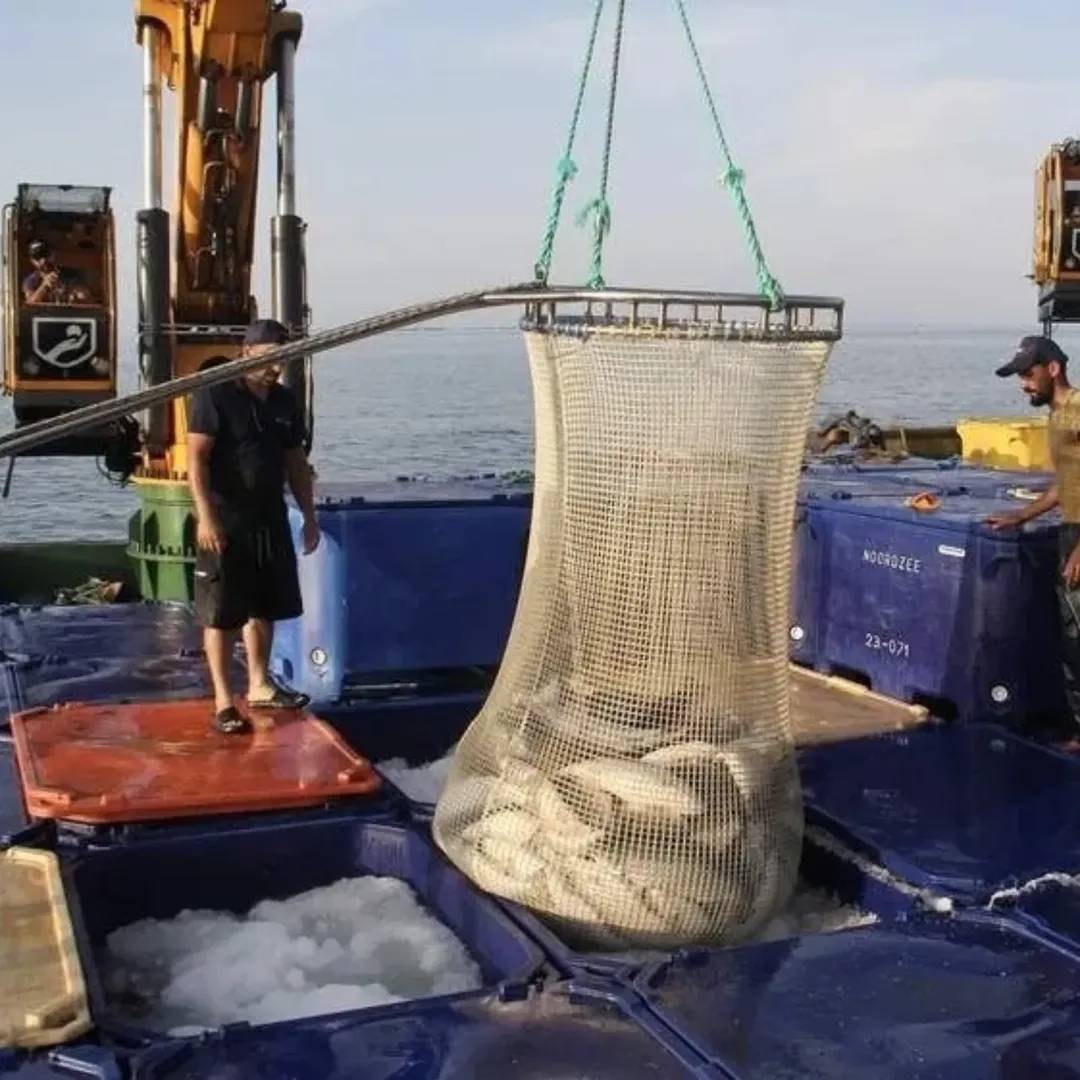 Türk somonunun merkezi Sinop