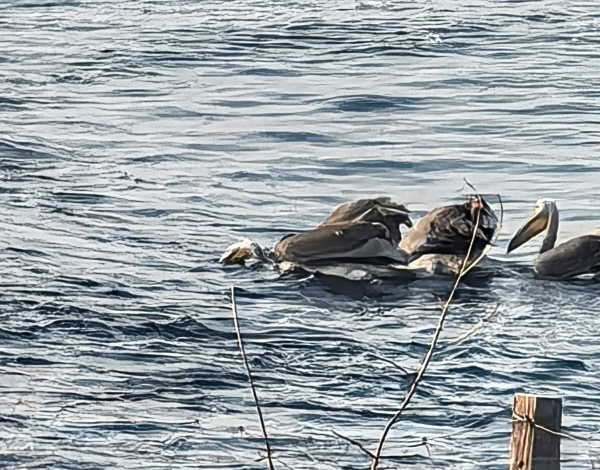Sinop'ta objektiflere böyle yansıdı! Sahilde yürüyenler gözlerine inanamadı