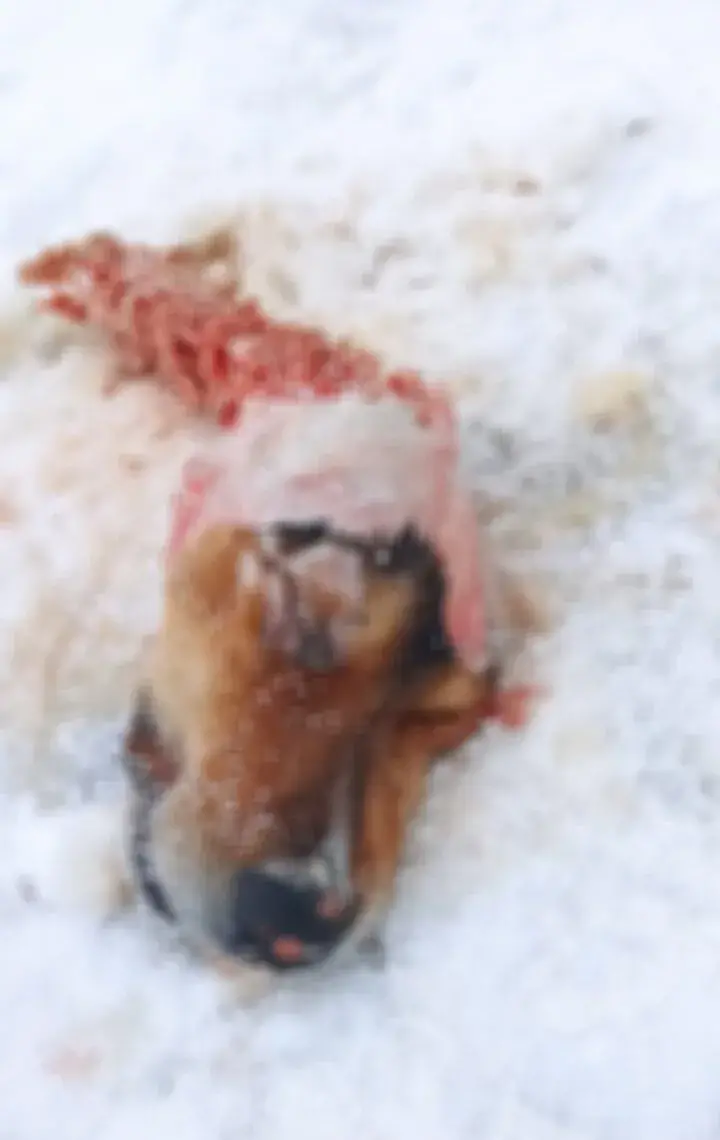 Aç kalan kurtlar köpeği parçaladı