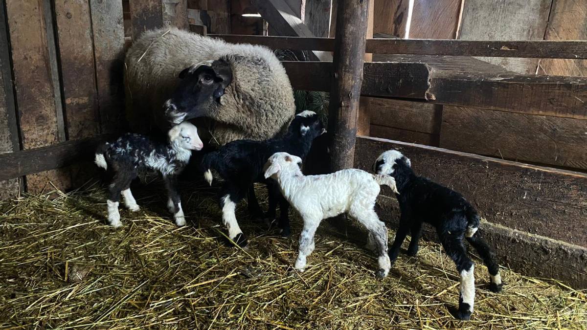 Ahıra girdi, gözlerine inanamadı: Tam 4 tane