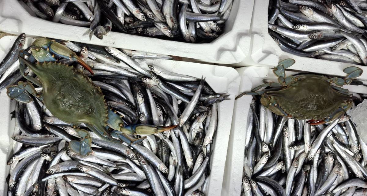 Sinop'ta denize açılan balıkçıların ağına 2 mavi yengeç takıldı