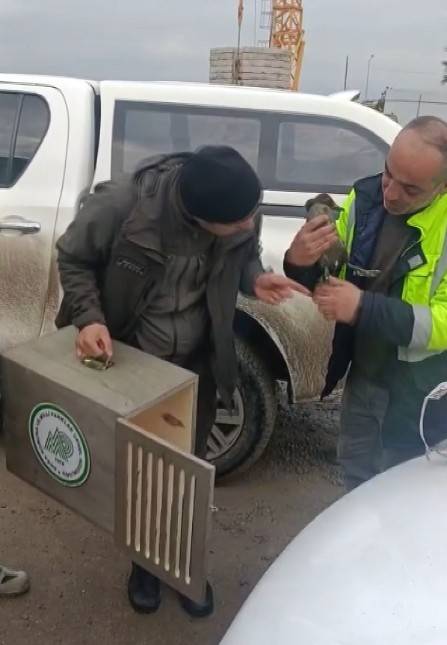 Yaralı halde bulduğu ördeğe gözü gibi baktı