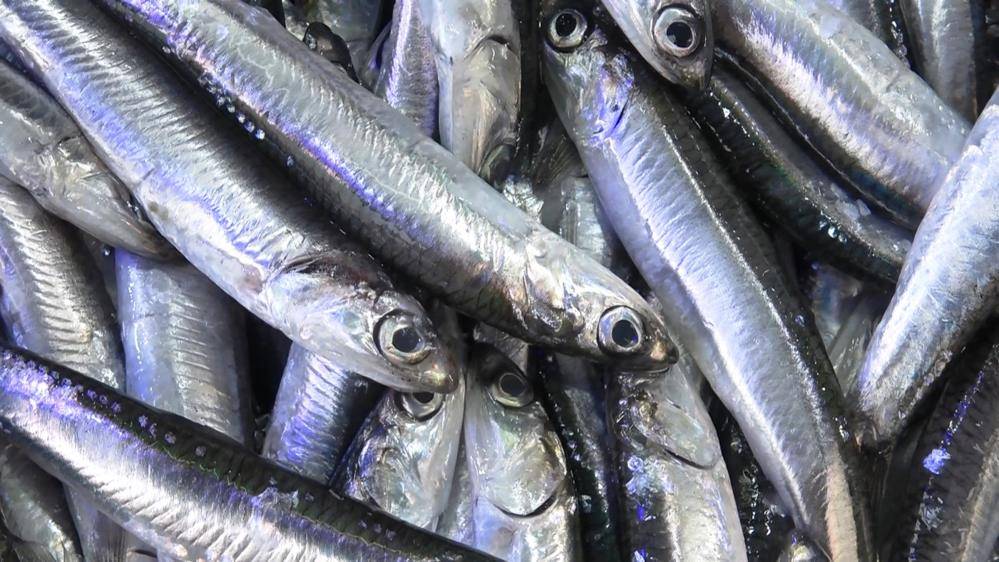 Karadeniz'de hamsi bereketi: Tezgahlar iri hamsiyle doldu