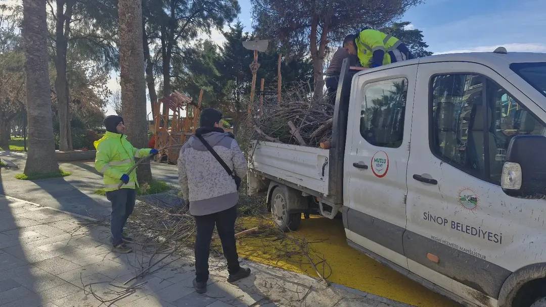 Sinop’ta parklarda tehlike oluşturan ağaçlar budanıyor