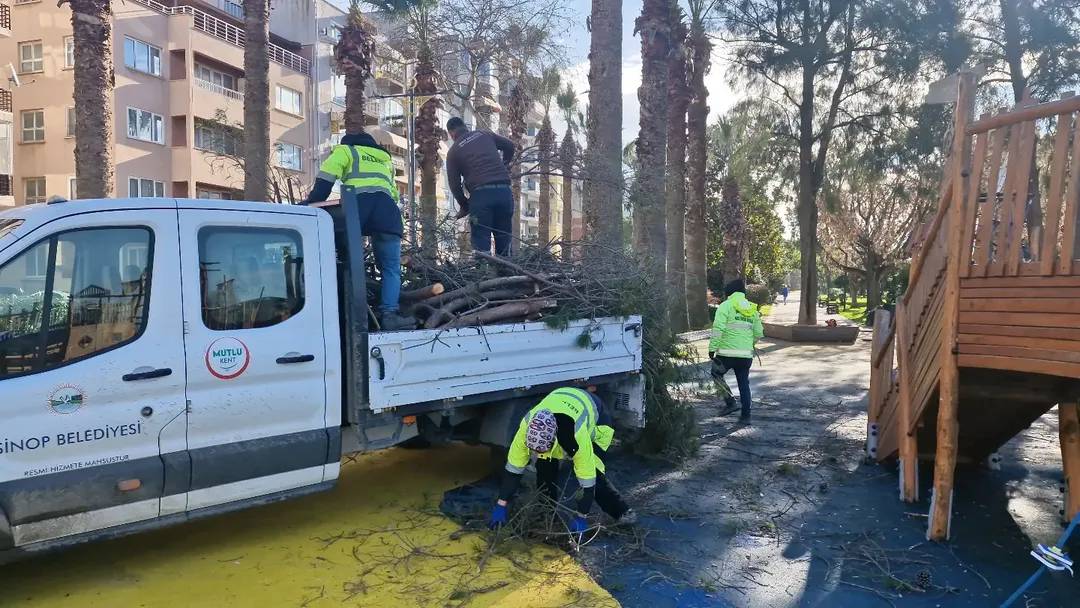 Sinop’ta parklarda tehlike oluşturan ağaçlar budanıyor