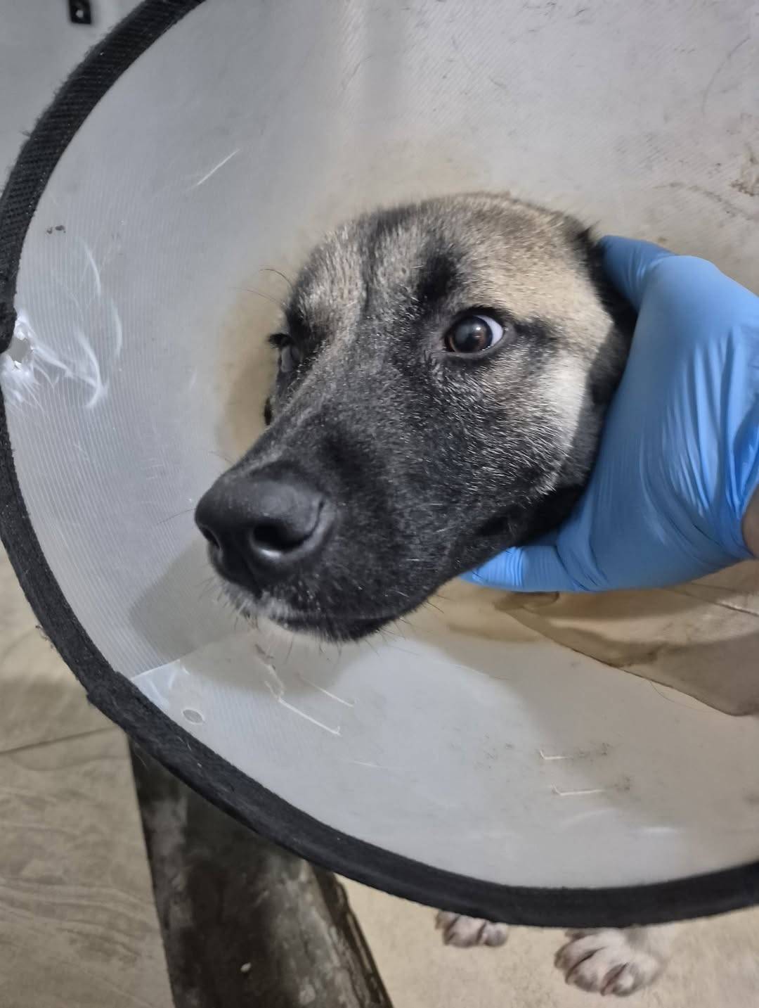 Yol ortasında kurtarıldı, şimdi yeni ailesini bekliyor