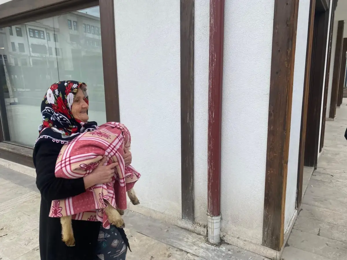 Sinop'ta şok eden olay: Sahibini bir an bile yalnız bırakmadı