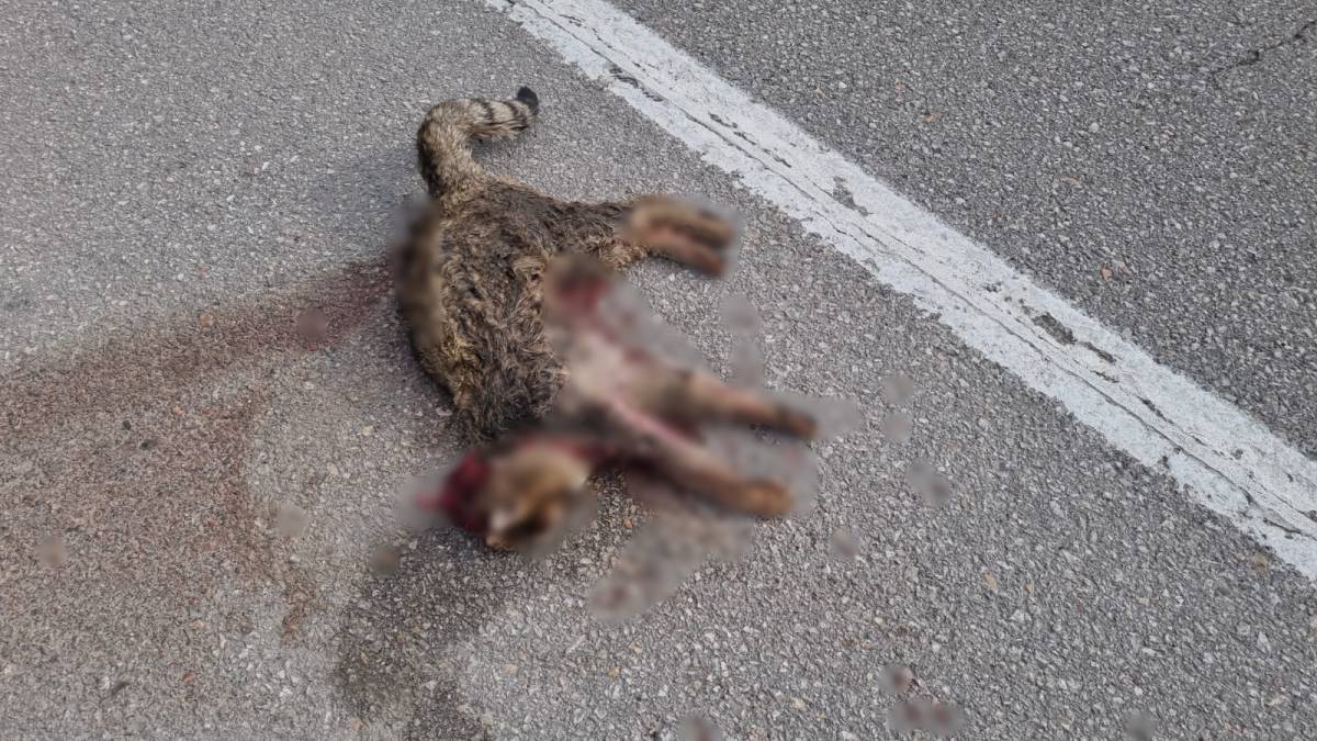 Sinop'ta otomobilin çarptığı vaşak yol kenarında telef oldu