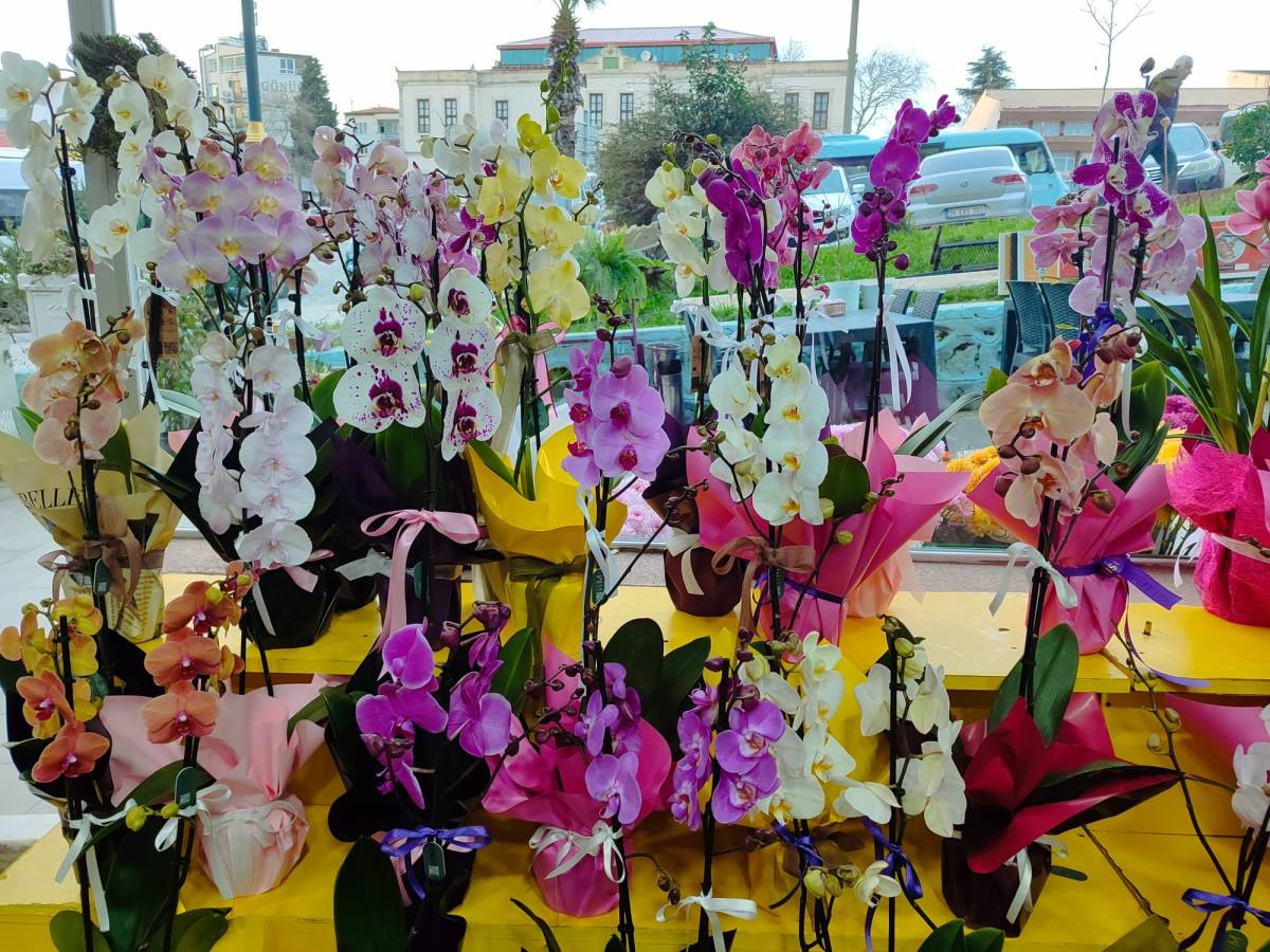 Sinop’ta çiçekçiler Sevgililer Günü için hazırlıklarını tamamladı