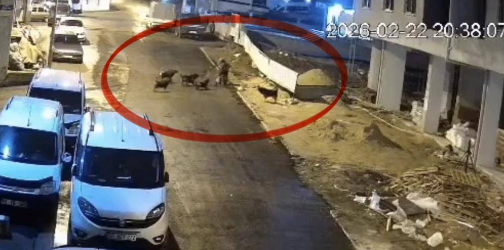 Sokak köpeklerinin dehşeti kamerada: Teravih dönüşü yaşlı kadına saldırdılar