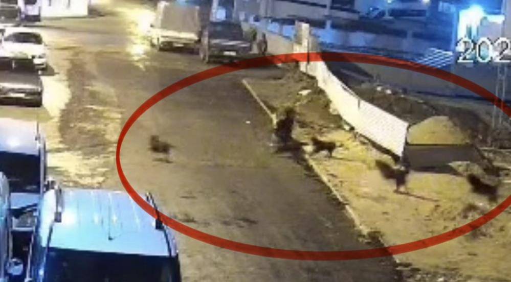 Sokak köpeklerinin dehşeti kamerada: Teravih dönüşü yaşlı kadına saldırdılar